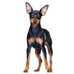 sitesdefaultfilesstylessquare_medium_440x440public2022-07Miniature-Pinscher.jpg