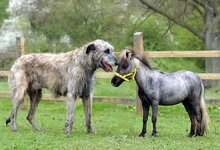 Irish-Wolfhound-Falabella.jpg