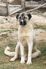 Anatolian_Shepherd_Dog_-_Kangal_köpeği_01.jpg