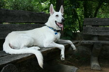 American-White-Shepherd-5.jpg