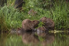 ©-Oliver-Richter-Wildlife-Photographer-of-the-Year-1536x1024.jpg