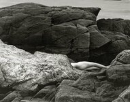 Carl Hyatt Female Nude, Contemporary Black and White Photograph on Beach Cliffs, Nude #125.jpg