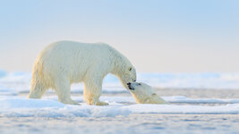 PolarBearSwim.jpg