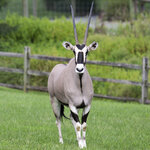 Gemsbok-1080x1080-1.jpg