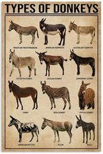 Types Of Donkeys Wall Decor Gift Idea Poster Canvas Wall Art.jpg