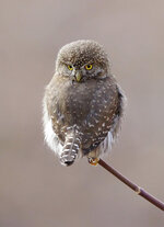 pygmy-owl-looking-backwards-mark-hryciw.jpg