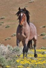 Red Roan, called Chase.jpg