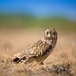 Short_Eared_Owl_on_the_Ground.jpg