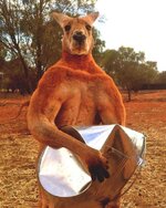 cc965a47-b88a-4cd9-8e12-17a72eb84a4c-EPA_AUSTRALIA_ROGER_THE_BUFF_KANGAROO_DIES.JPG.cf.jpg