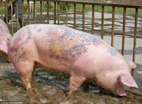 Tatoo Pig II.jpg