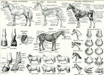 1933 Horse Anatomy Breeds of Horses Large Size illustration, original Larousse print, french a...jpg