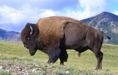 Genetically Pure Bison Found In Utah Gives Hope for Restoration of Iconic Species - Good News ...jpg