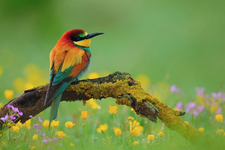 bee-eater.png