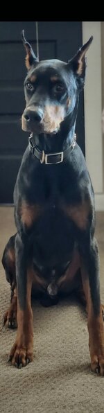 Screenshot_20250312_205447_Brave.jpg