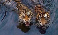tiger.jpg
