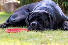 cane-corso.jpg
