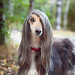 afghan-hound.jpg