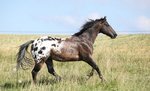 appaloosa-horse-names-2.jpg