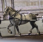 1047px-Percheron3.jpg