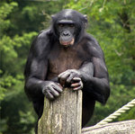 Apeldoorn_Apenheul_zoo_Bonobo.jpg