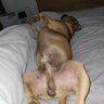 ozzythedogswe