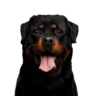 RexRottweiler