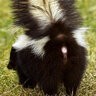 Skunkbum