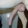 Horsecockworshipper96