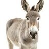 donkey_sud