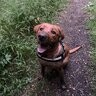 Rugby Lad With M Red Lab