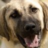 kangal_ruff