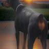 Dobermann_nrw