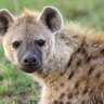 YasmeenHyenaLover