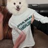 HotdogBuddy