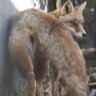 Zoointofoxes