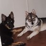 Wolfy9322