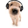 TBoy_Puppy