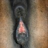 HorseLand1221