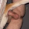 DogPlapper69
