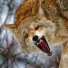 coyotehowl