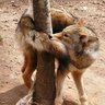 BoxFox