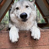 needypuppy