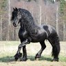 friesianlover