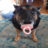 SombraDoge