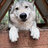 needypuppy